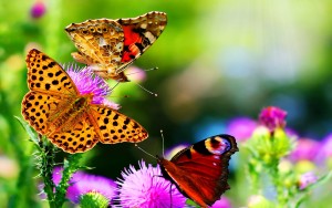 Butterfly_on_Purple_Flowers_HD_Nature_Wallpaper